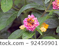 Tiger bumblebee staying in lantana flowers 92450901