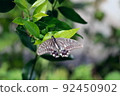 Butterfly that stays on the leaf of the rat 92450902