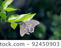 Butterfly that stays on the leaf of the rat 92450903
