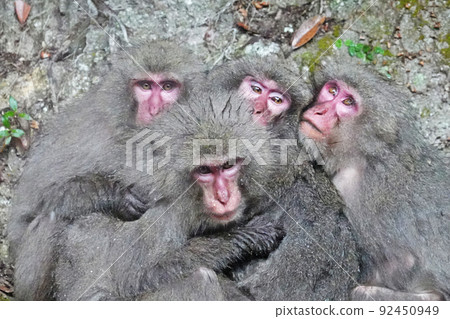Yakushima macaque, a monkey endemic to Yakushima Yakushima macaque, a monkey endemic to Yakushima 92450949