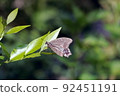 Butterfly that stays on the leaf of the rat 92451191