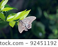 Butterfly that stays on the leaf of the rat 92451192