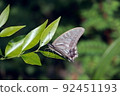 Butterfly that stays on the leaf of the rat 92451193