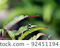 Paraglenea fortunei staying on the leaves of Scarlet rosemallow 92451194