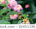 Tiger bumblebee staying in lantana flowers 92451196