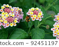 Tiger bumblebee staying in lantana flowers 92451197