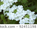 Pure white verbena 92451198