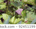 Butterflies on the leaves of the demon lantern 92451199
