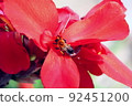 Tiger bumblebee staying in a canna flower 92451200
