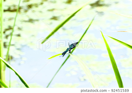 照片)宮城縣出沼市的生物昆蟲、蝴蝶蜻蜓 照片)宮城縣出沼市的生物昆蟲、蝴蝶蜻蜓 92451589
