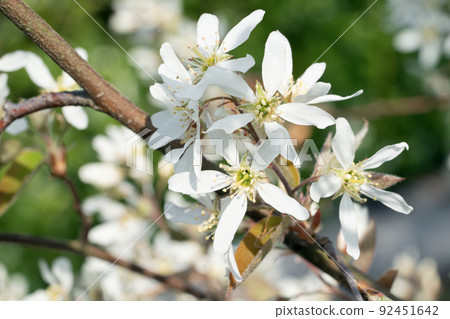 Juneberry, Amelanchier lamarckii 92451642