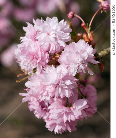 Hill Cherry Kiku-Shidare-Sakura, Prunus serrulata Hill Cherry Kiku-Shidare-Sakura, Prunus serrulata 92451650