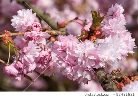 Hill Cherry Kiku-Shidare-Sakura, Prunus serrulata 92451651