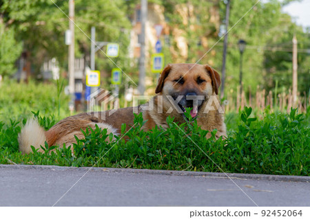 Chipping of animals. The dog is saved from the heat in the grass. 92452064
