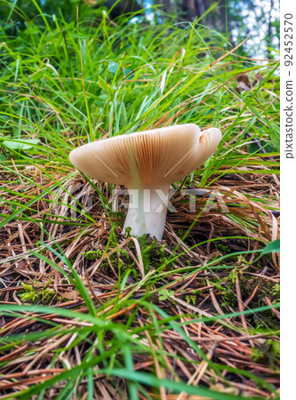 White russula mushroom is growing in dense grass. Close-up, selective focus 92452570