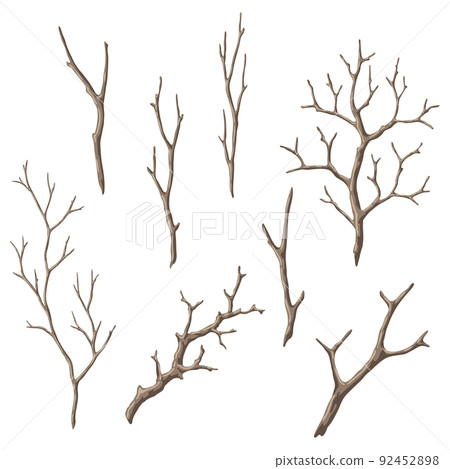 Set of dry bare branches. Decorative natural twigs. 92452898