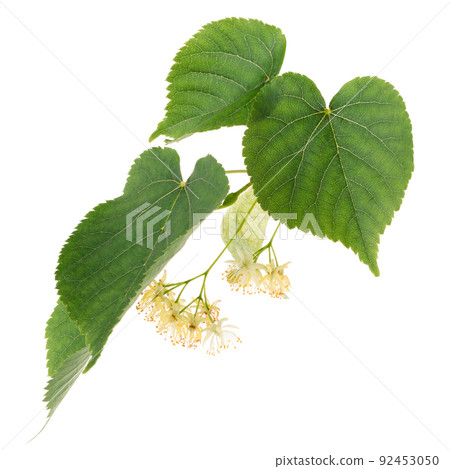 Linden flowers isolated on white background Linden flowers isolated on white background 92453050