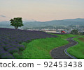 Early morning lavender field 92453438