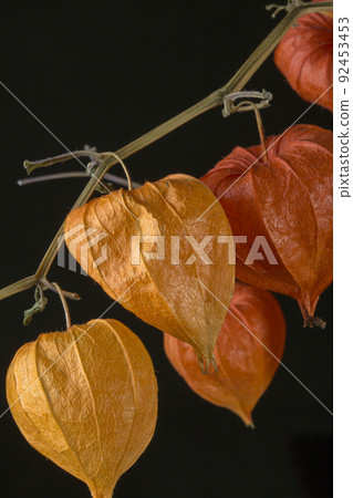 Physalis fruit close-up on a black background 92453453