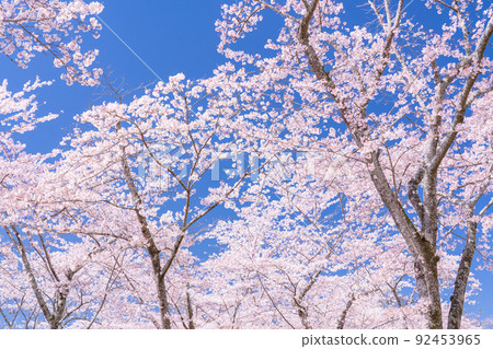 Cherry tree in full bloom Cherry tree in full bloom 92453965