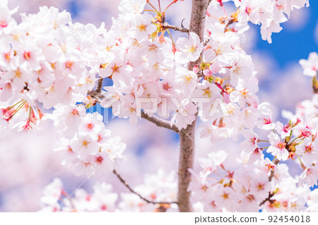 Cherry tree in full bloom 92454018