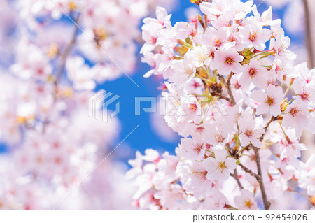 Cherry tree in full bloom 92454026