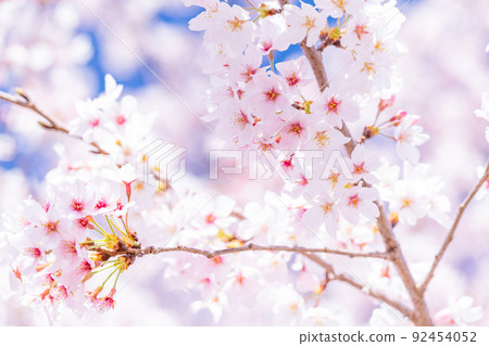 Cherry tree in full bloom 92454052