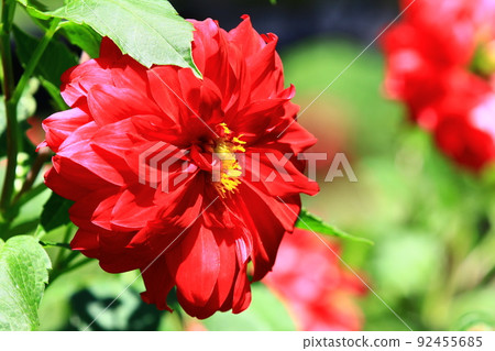 解放紅馬里卡、大花、大菊、天治牡丹、大菊、菊花菊、西洋牡丹、西洋牡丹、大花 解放紅馬里卡、大花、大菊、天治牡丹、大菊、菊花菊、西洋牡丹、西洋牡丹、大花 92455685