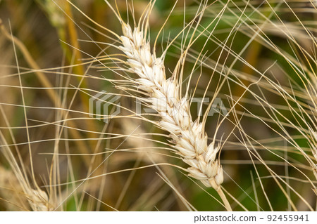 Golden wheat field. Beautiful nature sunset landscape. Meadow wheat field background of ripening ears. Concept of high yield and productive seed industry. Bread crisis in the world Golden wheat field. Beautiful nature sunset landscape. Meadow wheat field background of ripening ears. Concept of high yield and productive seed industry. Bread crisis in the world 92455941