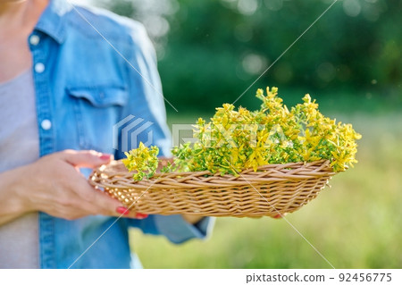 Close-up of plucked flowering plants of St. Johns wort in wicker basket Close-up of plucked flowering plants of St. Johns wort in wicker basket 92456775