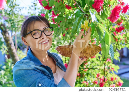 Middle aged woman picking yellow cherries in the garden 92456781