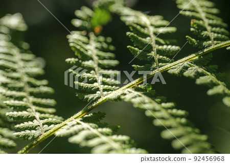 Macro of a fern leaves in the morning light 92456968
