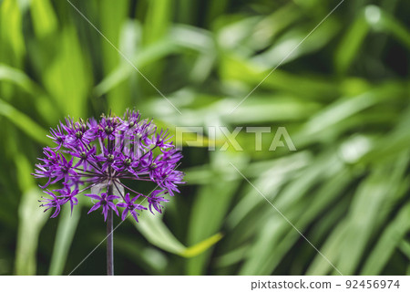 ornamental onion Allium ball shape on a long stem Spring summer garden green backdrop close up purple flowers ornamental onion Allium ball shape on a long stem Spring summer garden green backdrop close up purple flowers 92456974