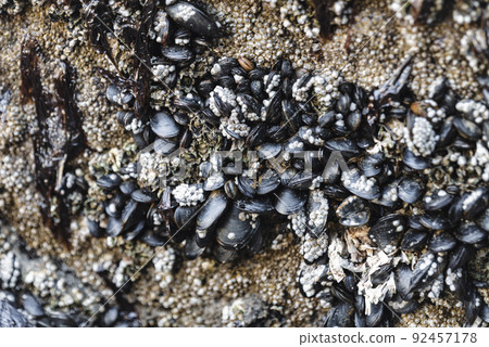 A colony of small live mussels on a rock in the ocean, grow in the wild A colony of small live mussels on a rock in the ocean, grow in the wild 92457178