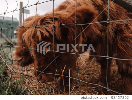 A closeup shot of a curly little bull peeks out from behind a fence on a farm A closeup shot of a curly little bull peeks out from behind a fence on a farm 92457202
