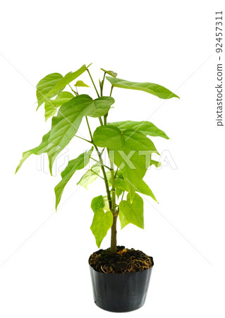 Beni tree Beni tree 92457311