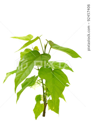 Beni tree Beni tree 92457406