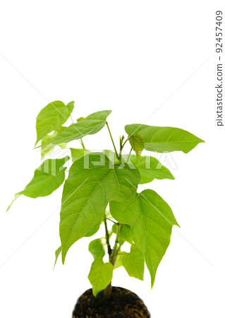 Beni tree Beni tree 92457409