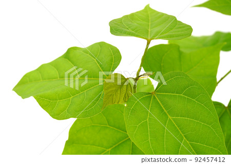 Beni tree Beni tree 92457412