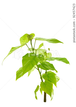 Beni tree Beni tree 92457423