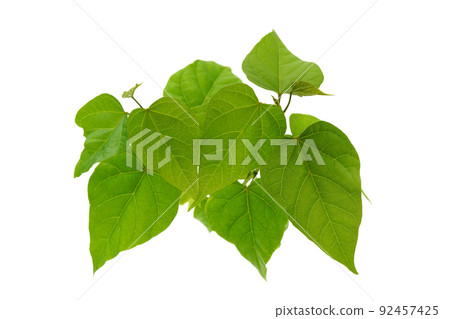 Beni tree Beni tree 92457425