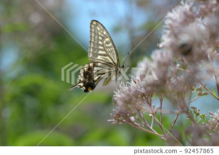 Lumbar butterfly 92457865