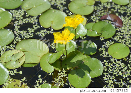 Asaza flowers Asaza flowers 92457885