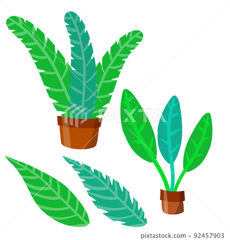 Home plant in pot. Set of Large green leaves. Home plant in pot. Set of Large green leaves. 92457903