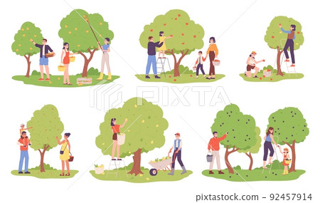 People harvesting fruit trees. Family picking fruits plucking berries in orchard, autumn garden harvest, people on ladder pick cart crop fresh apples, garish vector illustration 92457914