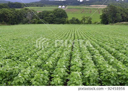 Photographing the scenery of a soybean field with lush foliage in Assabu-cho, Hokkaido in the summer 92458956