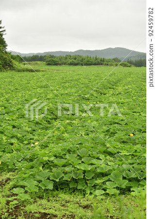 拍攝北海道淺草的夏季南瓜地的花開的景色 92459782