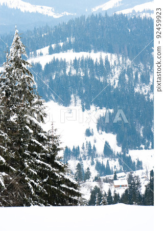Carpathian mountains, Ukraine. Beautiful winter landscape. The forrest ist covered with snow. Carpathian mountains, Ukraine. Beautiful winter landscape. The forrest ist covered with snow. 92459923