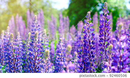 A beautiful natural background for your projects in banner format with a field of lupine flowers on a clear summer day 92460506