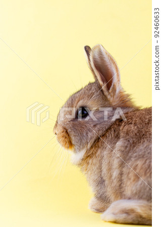 brown little fluffy rabbit on a yellow pastel background. Easter Bunny for Easter. Festive bunny for spring break. Close-up brown little fluffy rabbit on a yellow pastel background. Easter Bunny for Easter. Festive bunny for spring break. Close-up 92460633